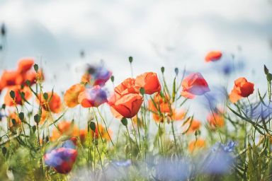 Stern FeWo Am Maiglöckchenberg - Klatschmohn