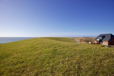 Ockenswarft - Seehund - Seehund