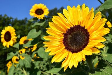 Ferienhaus Sonnenblume