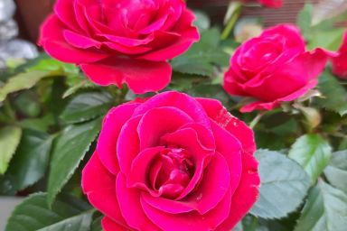 Bungalow Ostseebad Rerik - Zwischen Meer und Haff - Bungalow (25m²; max 2 Pers)