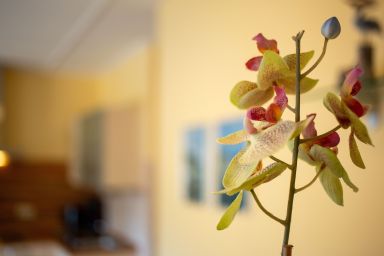 Ferienwohnungen mit Terrasse in Sellin zum Südstrand - Ferienhaus 09 und Terrasse