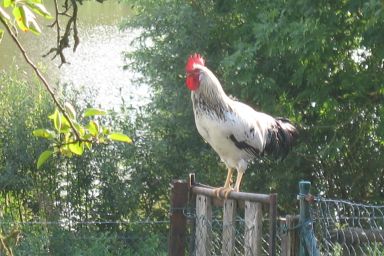 Hof am See - Variante 1: Ferienwohnung, 1.OG, 1 Wohn-Schlafraum