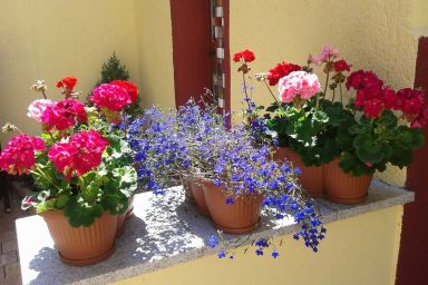 Appartements und Ferienwohnungen in Baabe - Appartement 1
