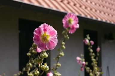 Ferienhäuser Michaelis 8 in Quilitz - Ferienhaus 8