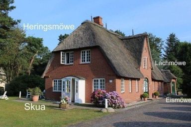 Heringsmöwe