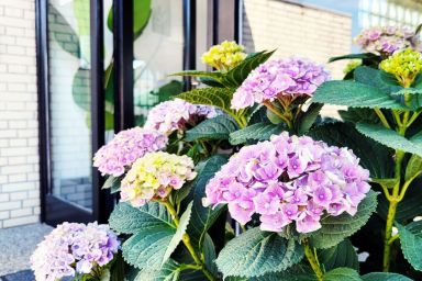 Moderne Ferienwohnung mit Sonnenterrasse & Gartenblick - Strandnah und in ruhiger Lage - hoher Schlafkomfort - Landhaus Appartement in Strandnähe, mit Terrasse und Gartenblick