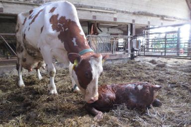 Ferienhof Struve - Auf´m Holm