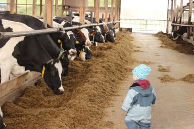 Ferienhof Struve - Auf´m Holm