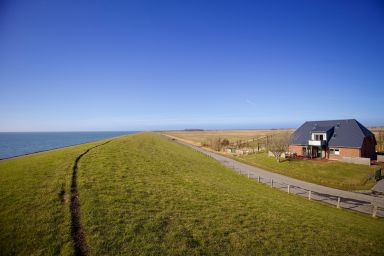 Ockenswarft - Seehund - Seehund