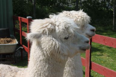 Gönn dir eine Auszeit mit Familie und Sauna