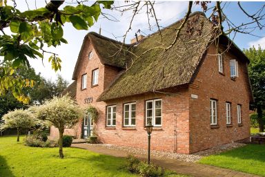 Sommerlinde