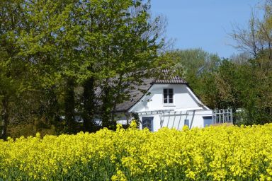 Sonnenschein (9184) - Fehmarn