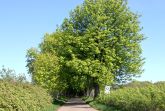 Landschaft