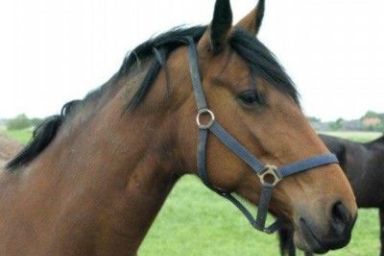 Maack, Reit- und Ferienhof - Ferienwohnung - 25389 - "Juist"