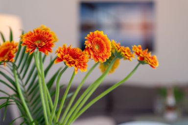 Stolzenfels - Stolzenfels .2