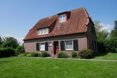 Heringsmöwe